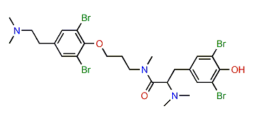 Anomoian C